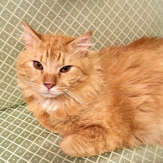 甘えん坊のごんちゃん