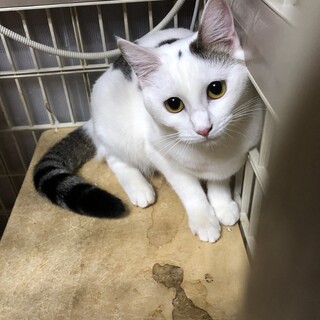 おてんばなキュートちゃん