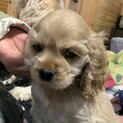 家族ができました！