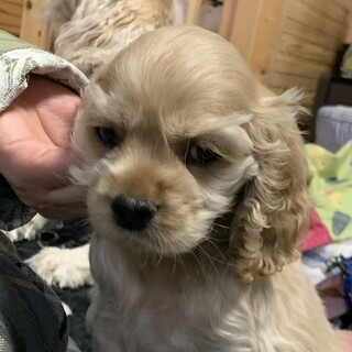 家族ができました！