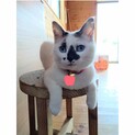 里親さん決まりました。ありがとうございます。