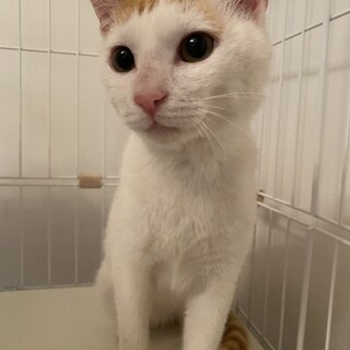人が大好きすぎる茶白くん
