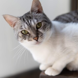 <サバイバーズ>福福ちゃん