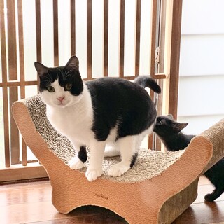 <サバイバーズ>富美男くん