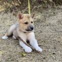 来週からトライアル！4カ月仔犬男の子
