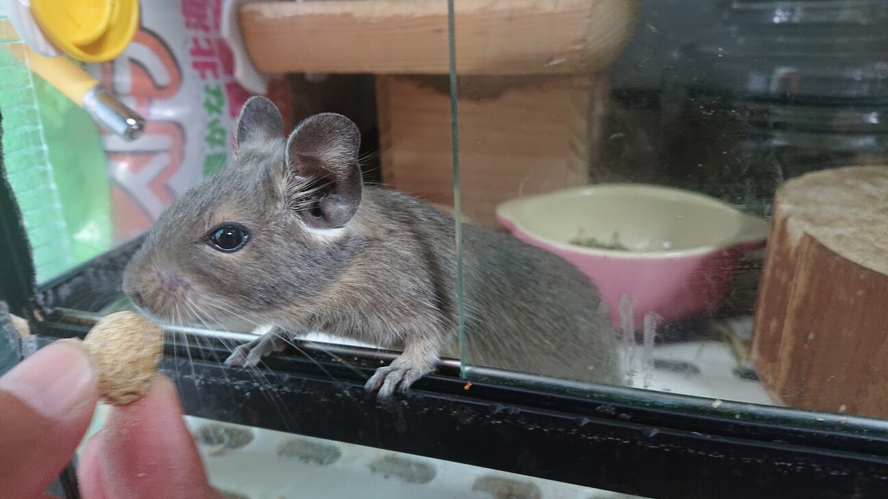 デグー 3/14生まれ ♀ アグーチとブルー サムネイル2