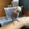 おばたく