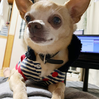 11歳スムースチワワの女の子　ポテコ