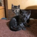 近所の庭に母猫が連れて来た子猫達