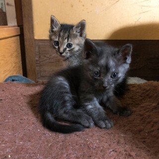 近所の庭に母猫が連れて来た子猫達