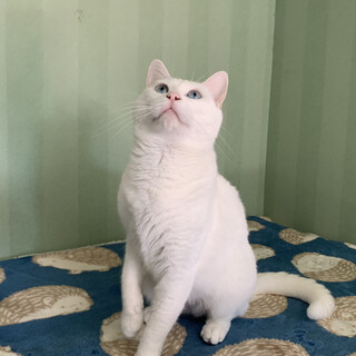 ブルーアイの美しい女の子