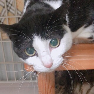 多頭飼育崩壊からの保護、まるこ、ももこと同時募集