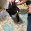 子猫保護