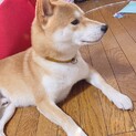 柴犬