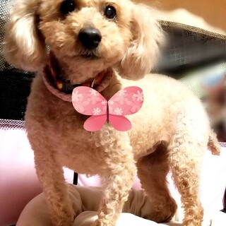 13歳だけどまだまだ元気トイプードル　心温ちゃん