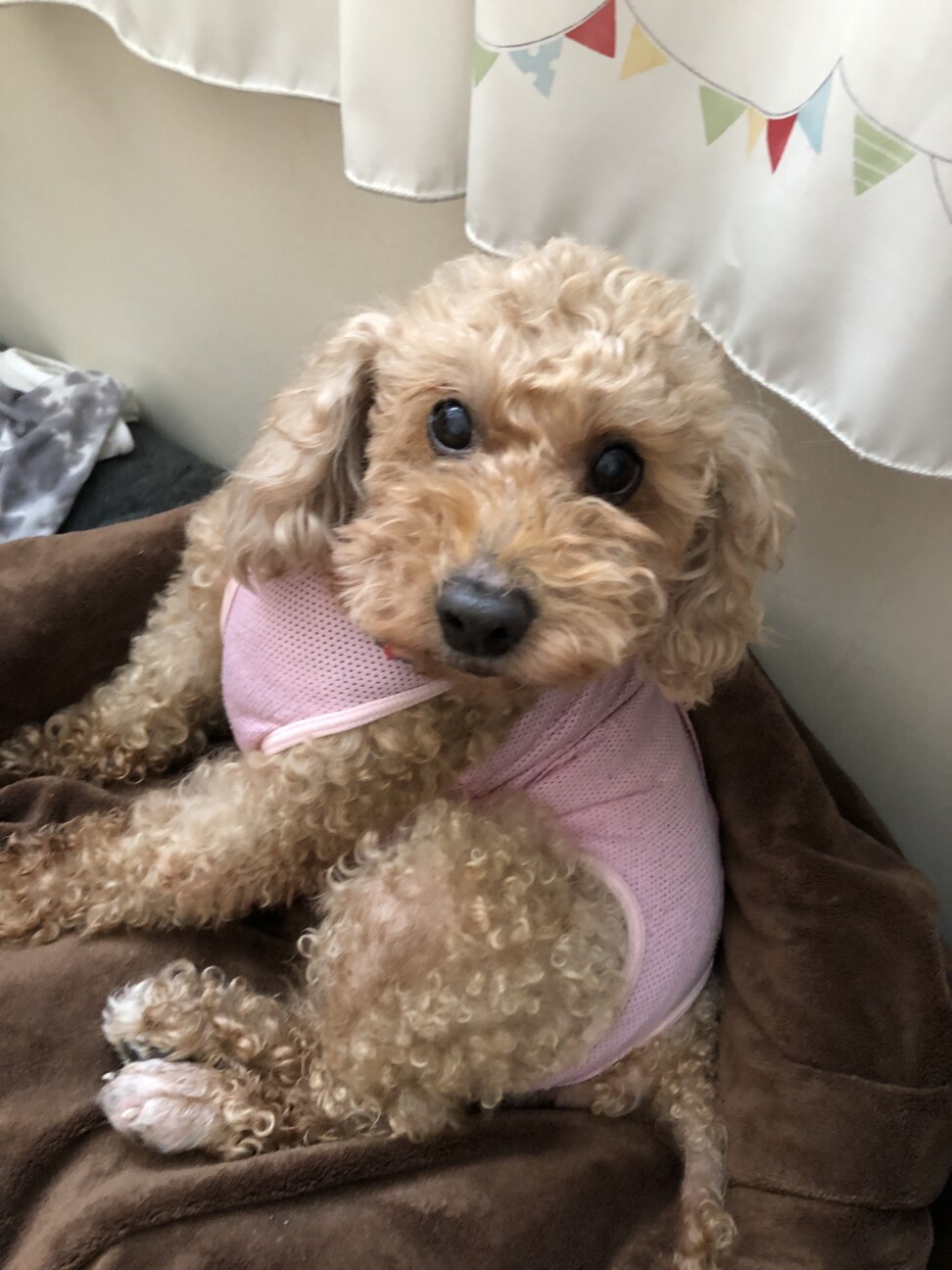13歳だけどまだまだ元気」埼玉県 - 犬の里親募集(310385) 5枚目の