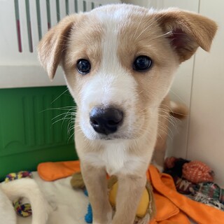 雑種の子犬サブレくん