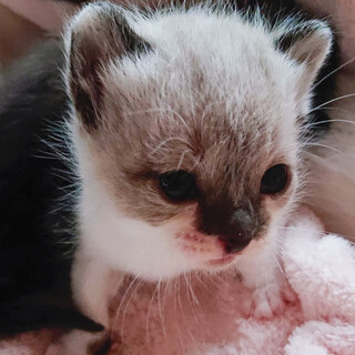 募集一時停止可愛いラグ・シャム風男子★ココア