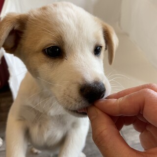 雑種の子犬シューくん