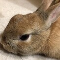 ドワーフラビット (茶色) (๑´×`๑)