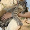 なでられねこ