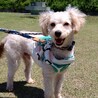 笑顔いっぱい☆可愛さ抜群のトイプー♡ケンケンくん サムネイル2