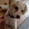 笑顔いっぱい☆可愛さ抜群のトイプー♡ケンケンくん サムネイル3