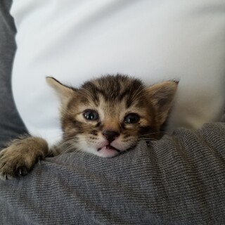 【トライアル決定】♡１人っ子のキジトラ♡