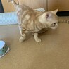 去勢していない雄猫①