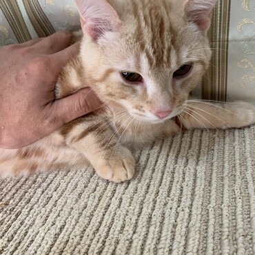 去勢していない雄猫②