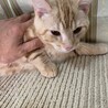 去勢していない雄猫②