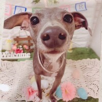ラム