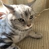 モフ子