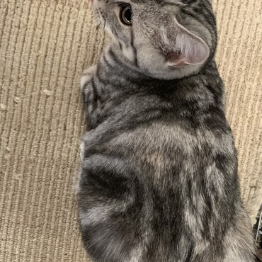 モフ子の写真