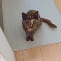 小さめのサビ猫ちゃんです