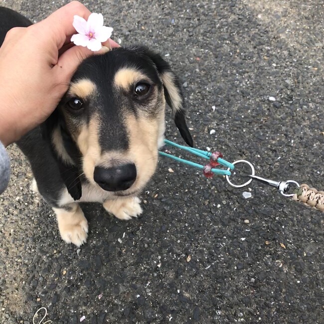 りりー　れん　かくちゃんのカバー写真
