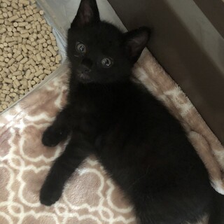 ありがとうございました★甘えん坊の　黒猫くぅちゃん