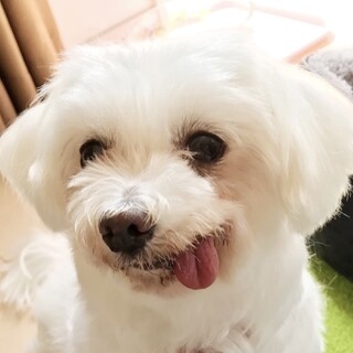 マルチーズの女の子（アリサ）