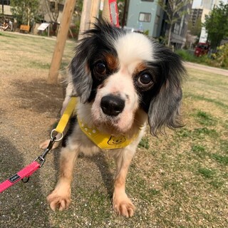 新しい家族ができました！（ピグ）