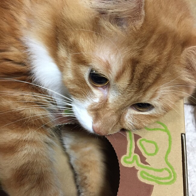なおりんです！のカバー写真