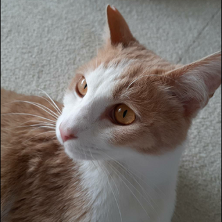 馴れなれ！愛らしい 茶白の にこちゃん