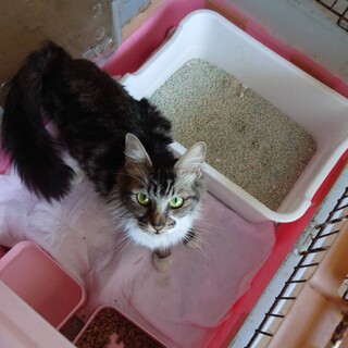 40頭多頭崩壊現場から　長毛ちゃん！