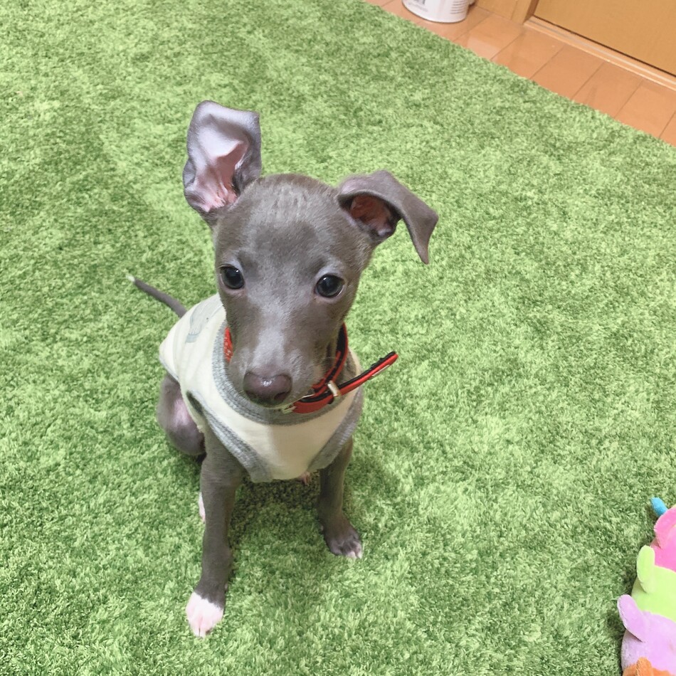 ラムのカバー写真