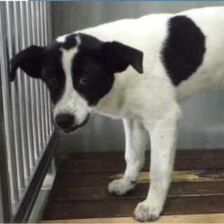 愛護団体様より引出し。成犬♀020