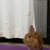 甘えん坊うさぎ サムネイル2