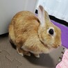 甘えん坊うさぎ サムネイル3