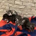 急募子猫４匹募集