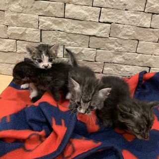急募子猫４匹募集