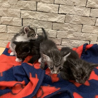 急募子猫４匹募集