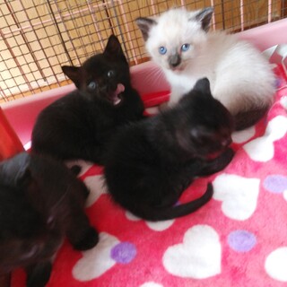 12時間かかって保護した母子たち、豆ちゃん一家